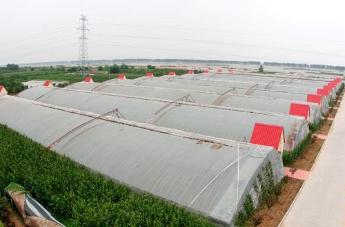 近一万公顷!葫芦岛设施农业成为农民增收支柱