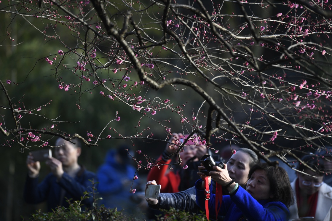 杭州:灵峰探梅赏春时 - 今日辽沈