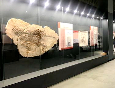中生代古生物化石展揭秘6600万年前的远古生命